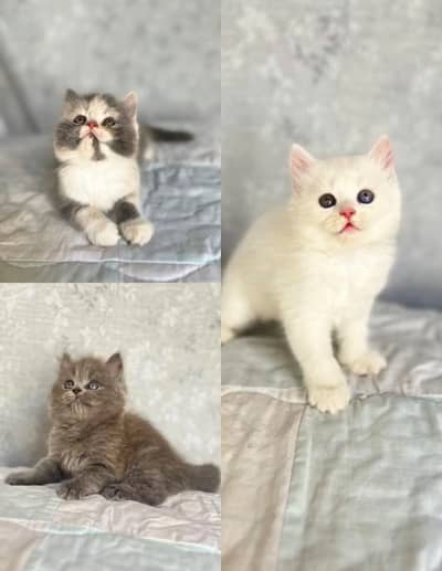 White , grey and triple colour kittens for sale all triple coated