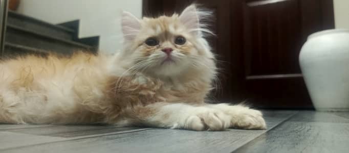 Persian female kitten for sale