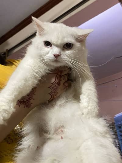 Cat female  with 2 babes
