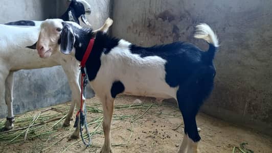 Qurbani Bakra 2026 ( 03312271586 ) WhatsApp