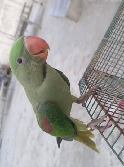 Raw Parrot