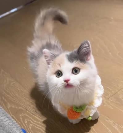 Persian Kitten For Sale