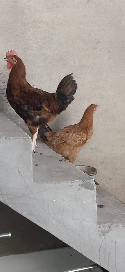 Desi murga and murgi