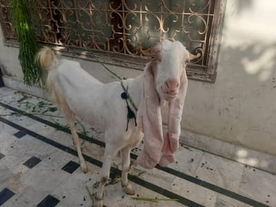 bakra for sale