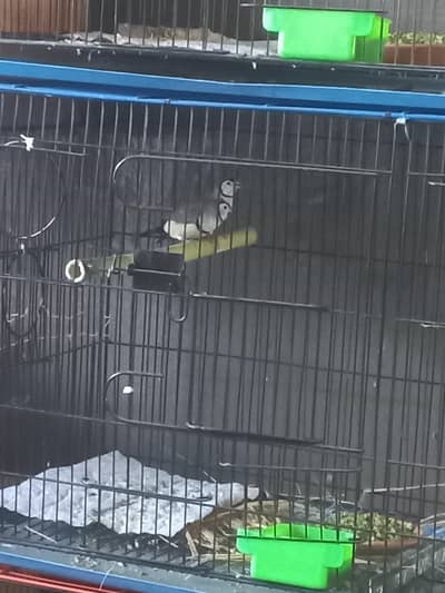 Owl finches