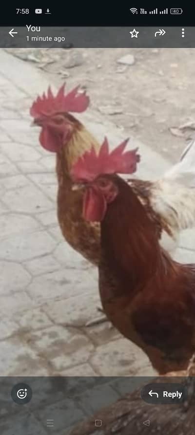 Male active cock sale