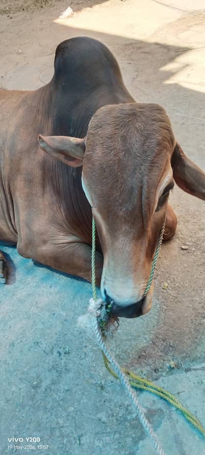 washaa for sale