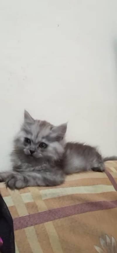persian cat triple coat
