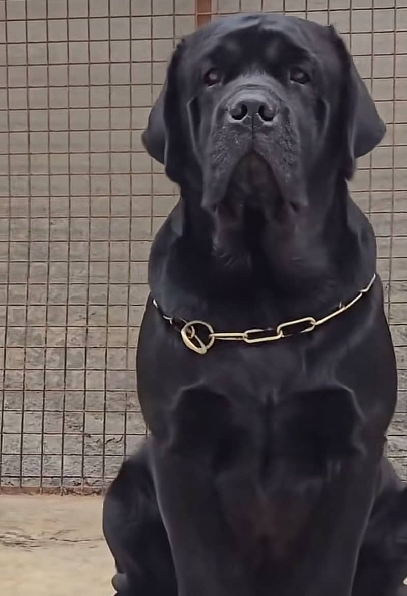 labrador 0