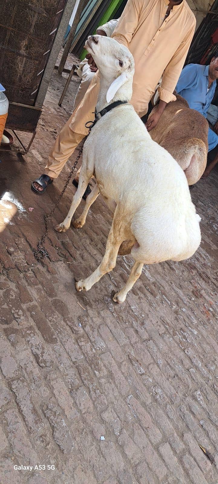 dumba 4