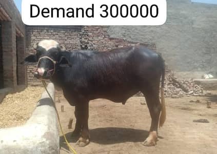 Qurbani 2026 ke janwar katta or Bakra for sale