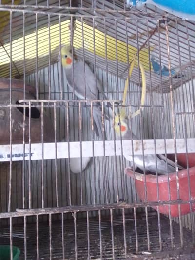 parrot