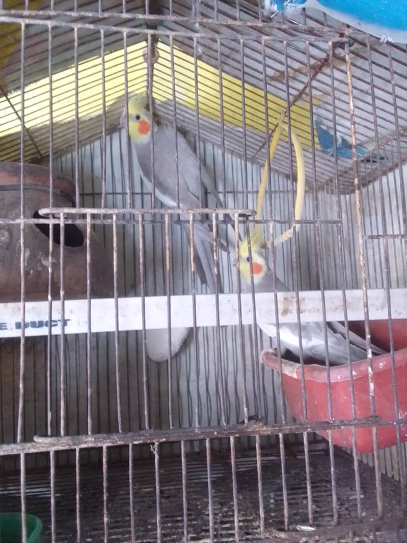 parrot 0