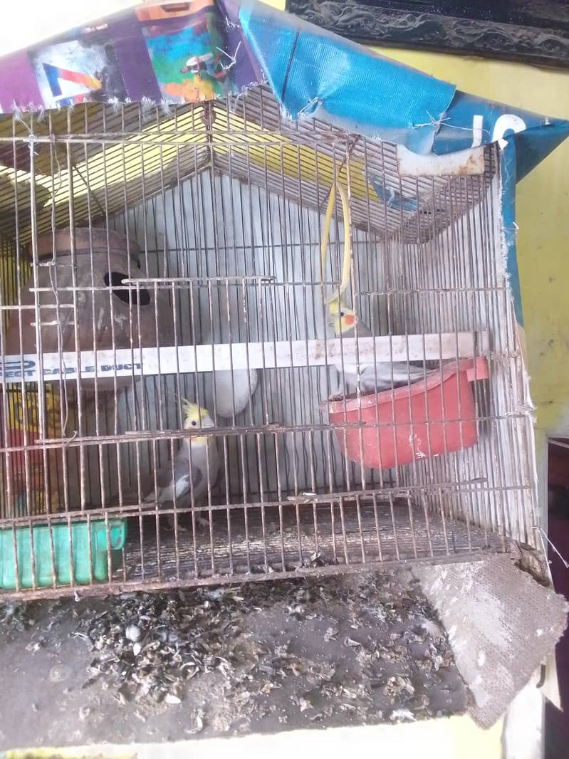 parrot 1