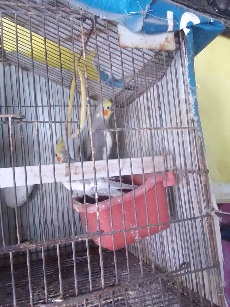 parrot 2