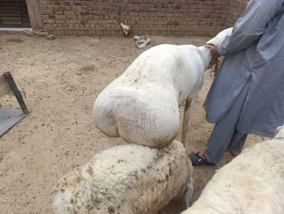 Desi Dumba for qurbani