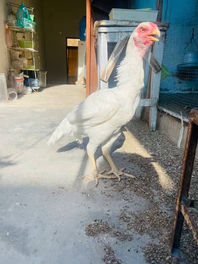 Parrot Beak Females Egg Laying