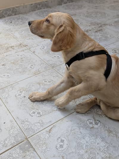 labra retriever dog 3 month