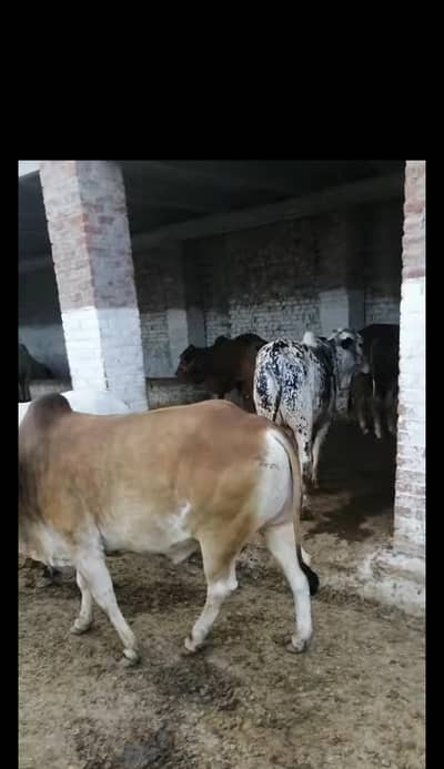 qurbani