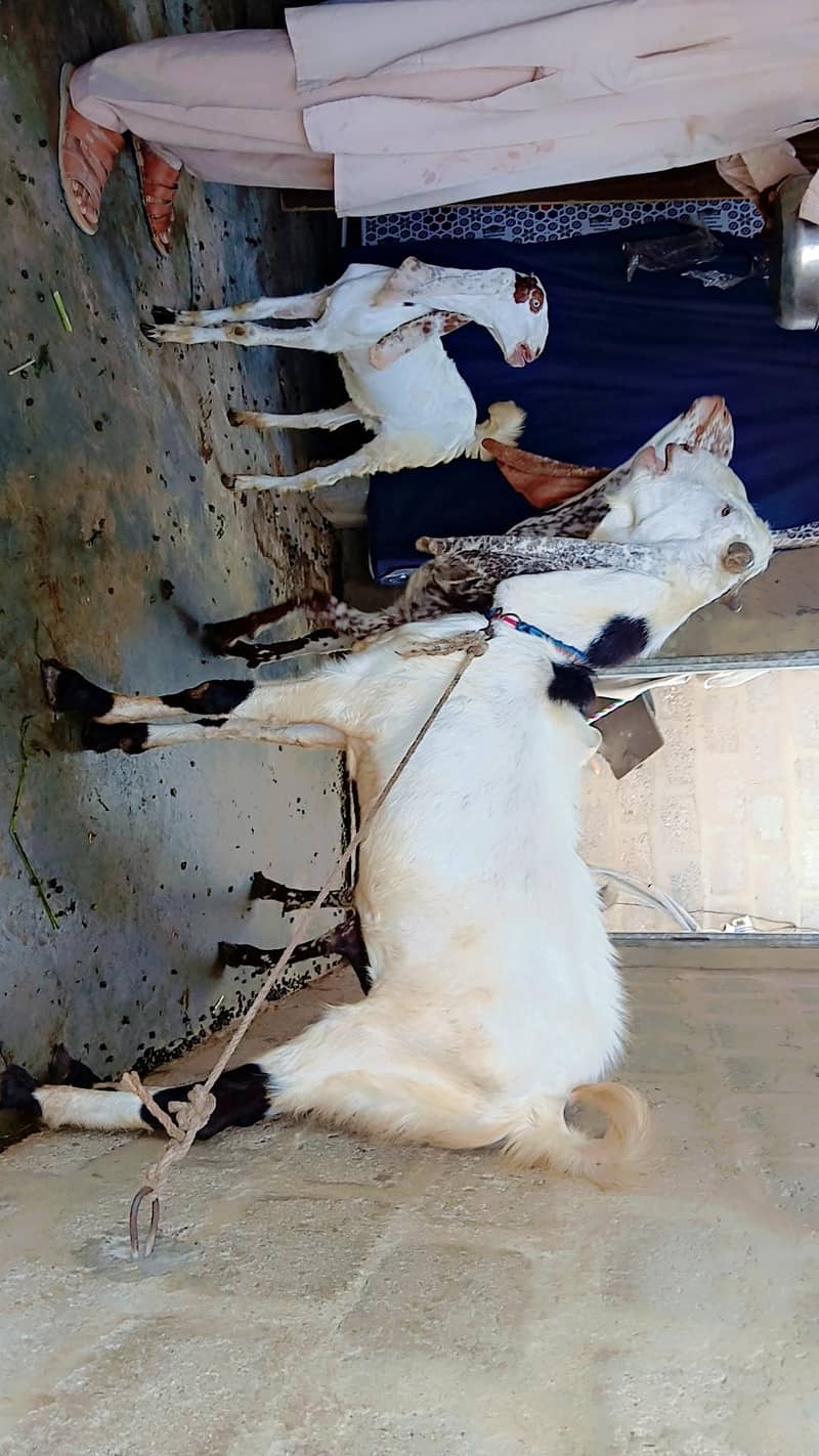 Bakra 0
