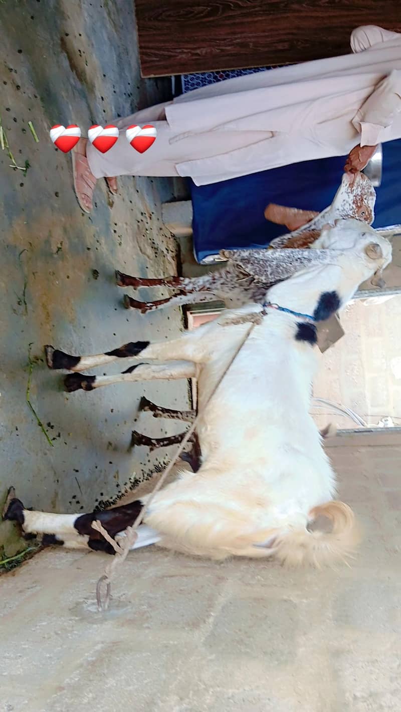 Bakra 1