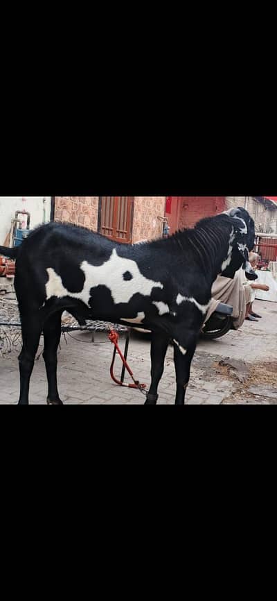 Bakra. Goat. sheep. Qurbani bakrab2026 heavy weight height 45