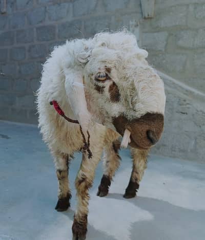 sheep