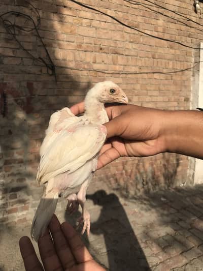 Paper white aseel total 6 pic blue eye pair be available ha