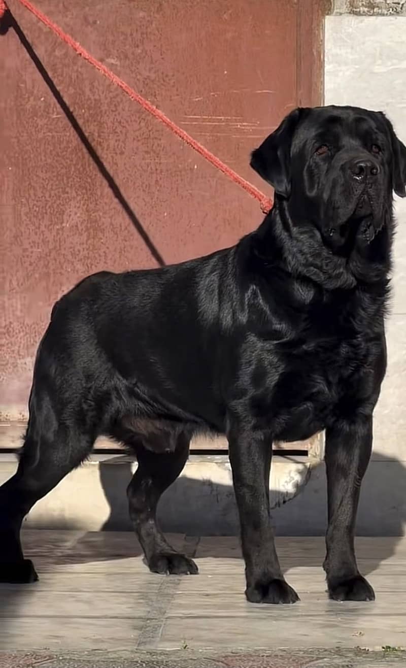 labrador 1