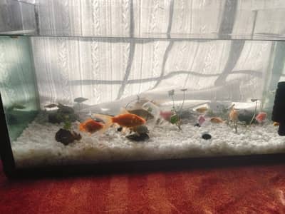 beautiful aquarium with 20 fish for sale