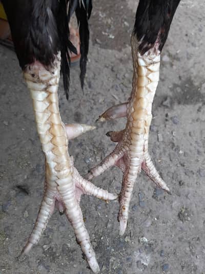 amroha. crass pair for sale