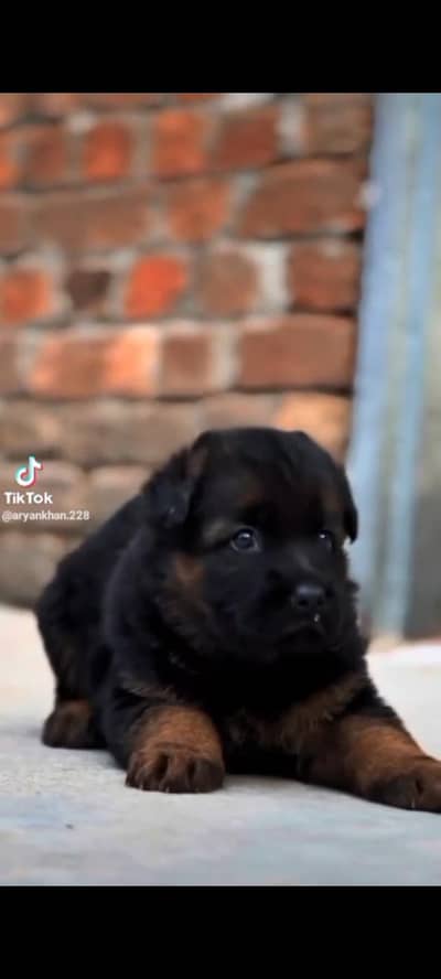 show line breed