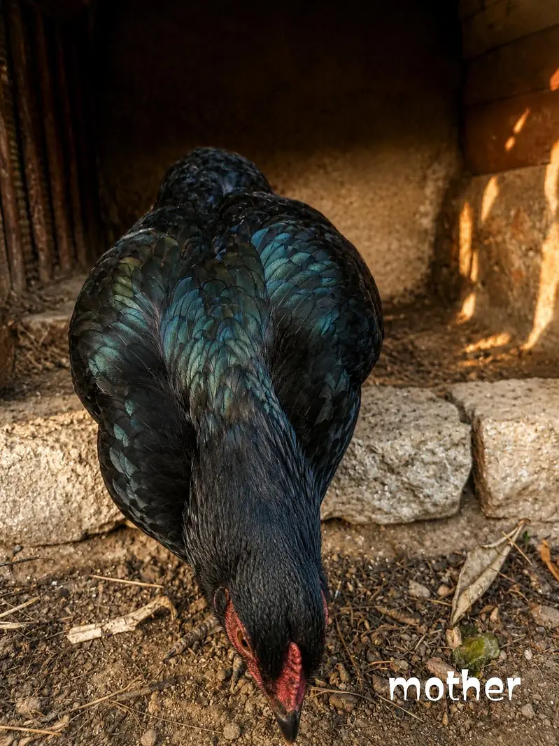 pure aseel hen for sell . price : 2900 per chick . — photo 5