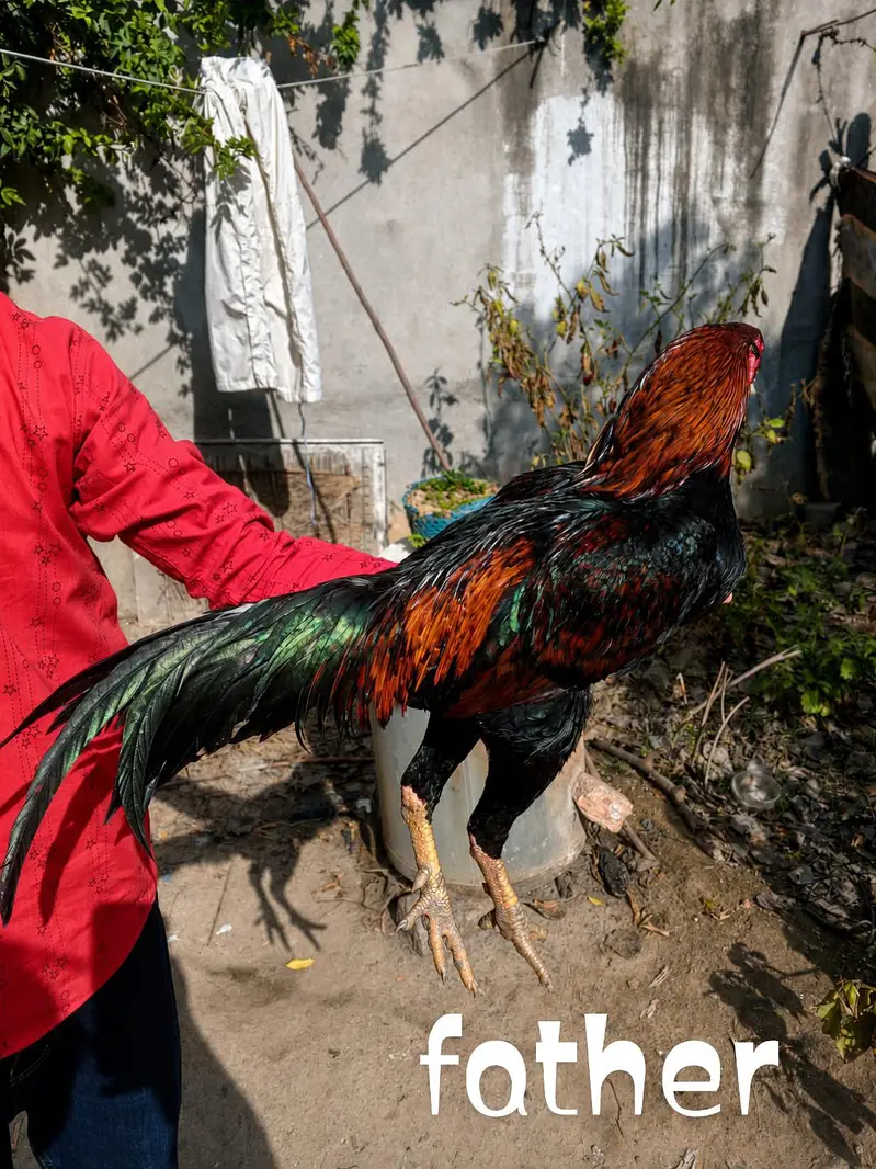 pure aseel hen for sell . price : 2900 per chick . — photo 6
