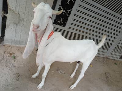 Gulabi Goat Bakra4 teeth fresh ghar ka pala hua hy vaccined and active