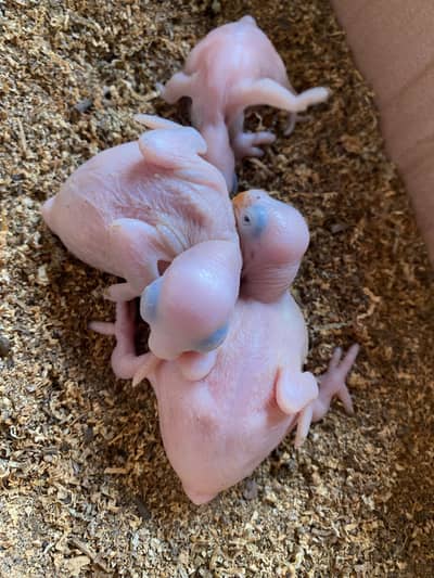 Ringneck Chicks