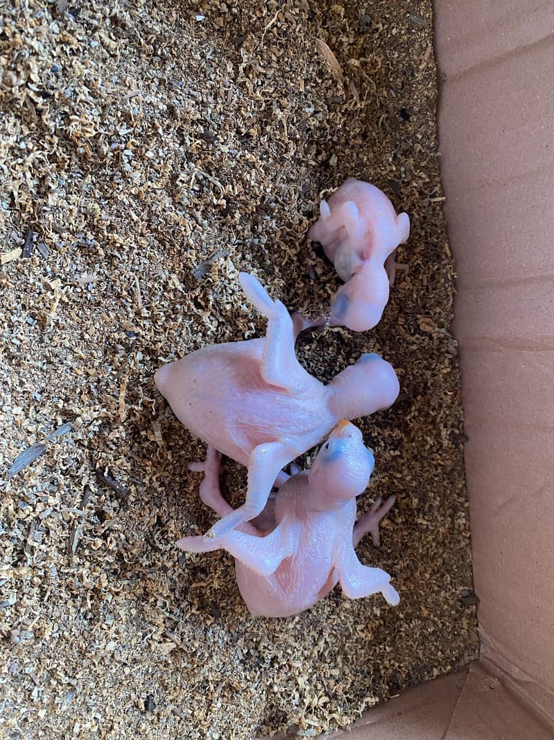 Ringneck Chicks 1