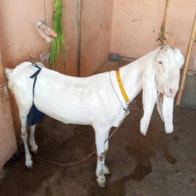 Gulabi caple bakri  4 dant freesh  for sale argent.