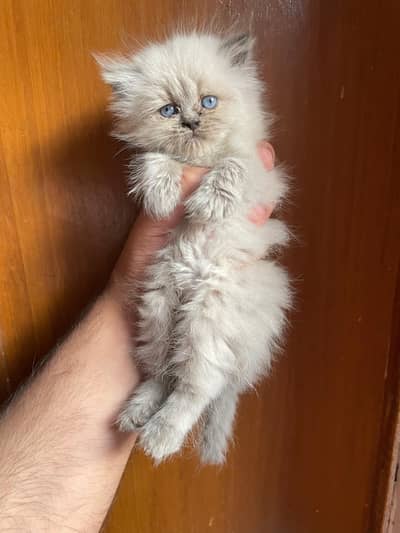 Persian Kitten