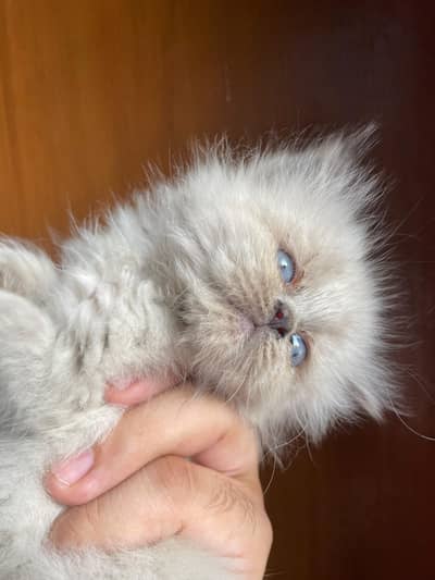 Persian Kitten