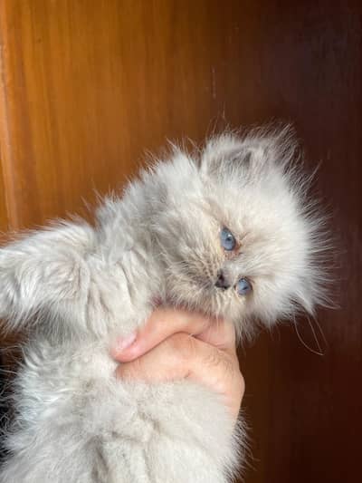 Persian Kitten