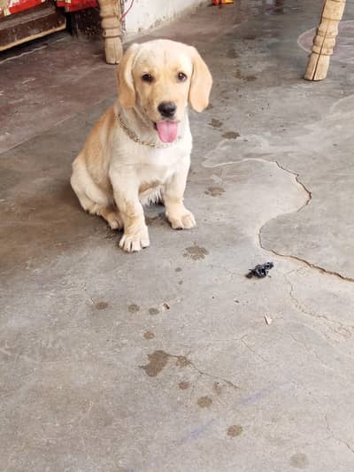 Labrador female dog fully active And vaccinated puppy