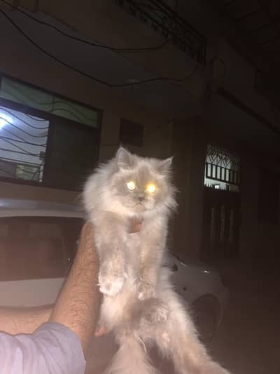 Premium Punch-Face Siamese-Persian Cross Available for Loving Home