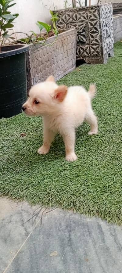 Russian puppy female
