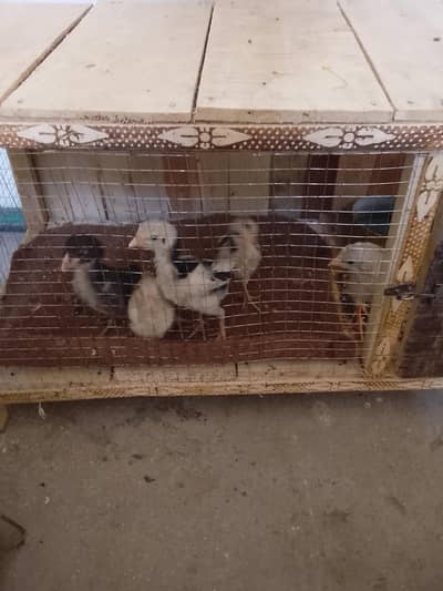 Aseel Sindhi Chiks and breaders and Hens for sale