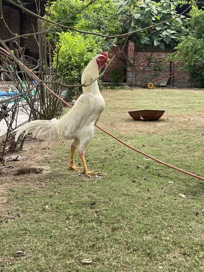 O shamo assel breeder