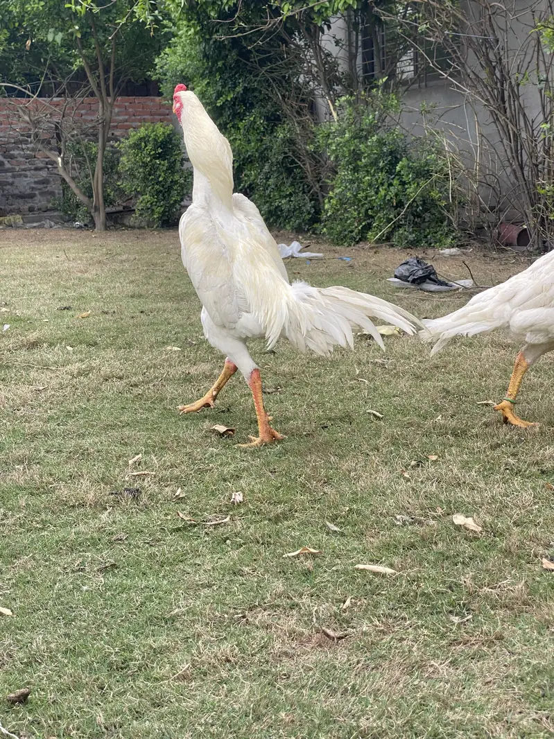 O shamo assel breeder — photo 3