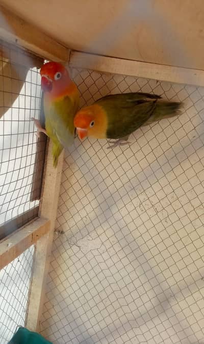 lovebirds pale fellow