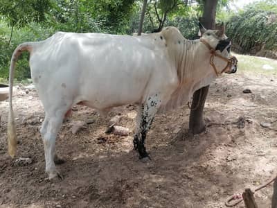 Bera (calf bull) in Islamabad.