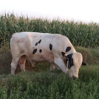 Friesian bull |Jersey Friesian | Qurbani 2026 | white & black bull |
